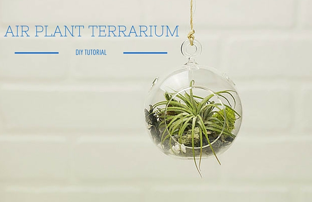DIY Home Decor | Air Plant Terrarium, check it out at https://youresopretty.com/how-to-make-a-terrarium