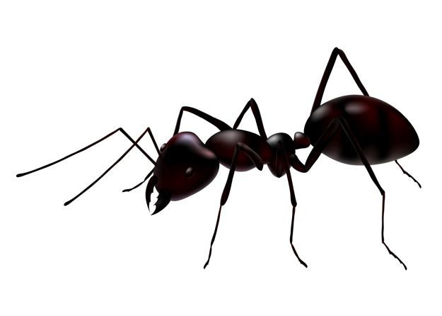 Black Ant | Ants | Dream Meanings
