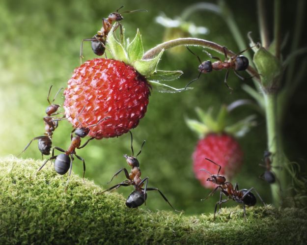 Ants at Work | Ants | Dream Meanings