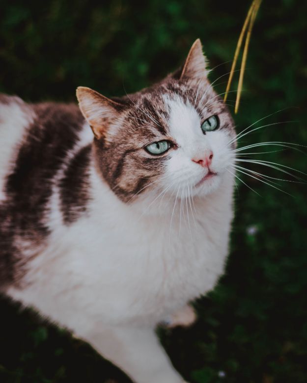 Check out Why Do I Dream of Cats?  | Dream Meanings at https://cuteoutfits.com/cats-dream-meanings/