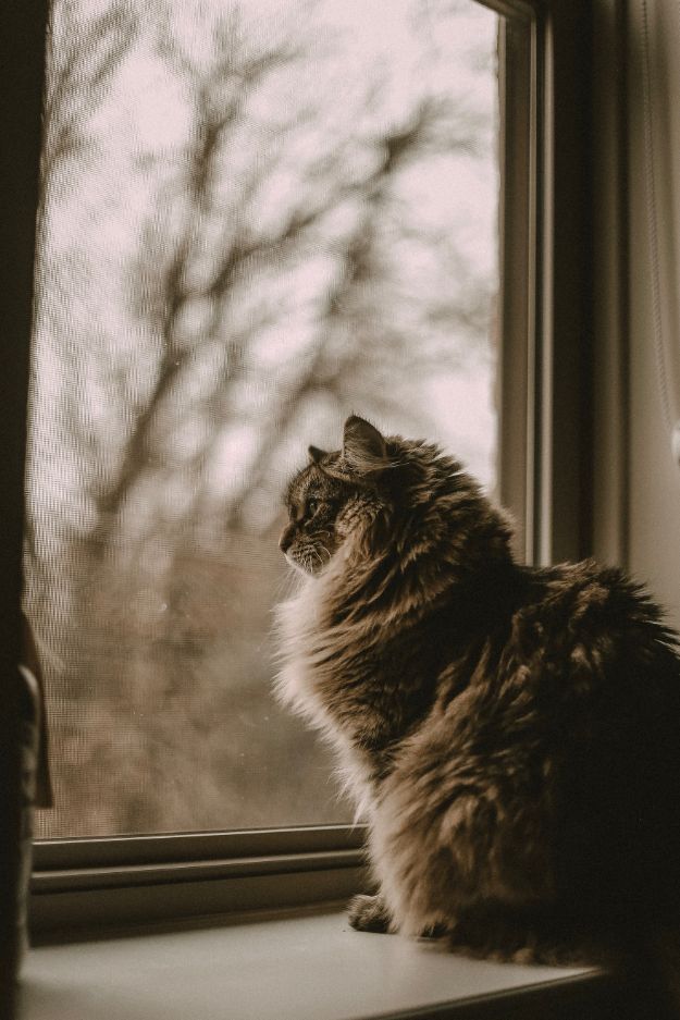 Check out Why Do I Dream of Cats?  | Dream Meanings at https://cuteoutfits.com/cats-dream-meanings/