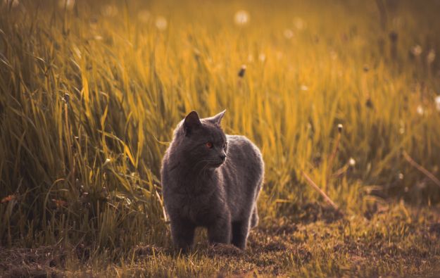 Check out Why Do I Dream of Cats?  | Dream Meanings at https://cuteoutfits.com/cats-dream-meanings/