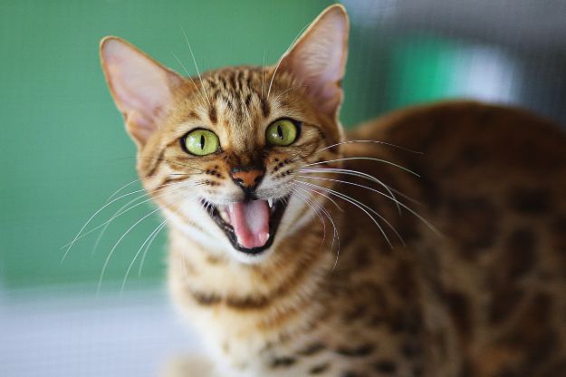 Check out Why Do I Dream of Cats?  | Dream Meanings at https://cuteoutfits.com/cats-dream-meanings/
