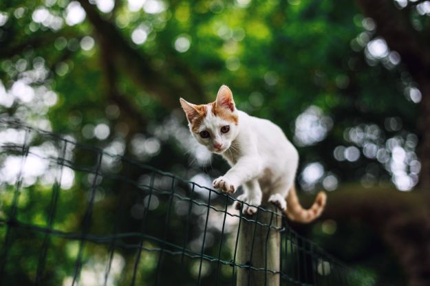Check out Why Do I Dream of Cats?  | Dream Meanings at https://cuteoutfits.com/cats-dream-meanings/