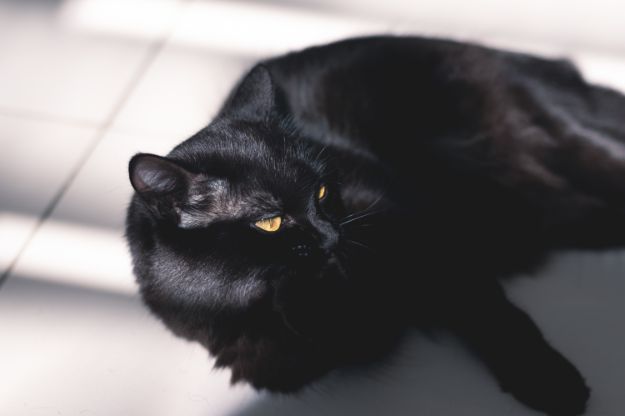 Check out Why Do I Dream of Cats?  | Dream Meanings at https://cuteoutfits.com/cats-dream-meanings/
