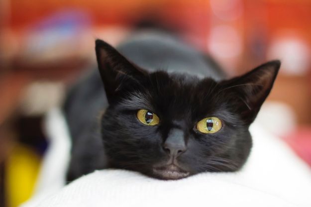 Check out Why Do I Dream of Cats?  | Dream Meanings at https://cuteoutfits.com/cats-dream-meanings/