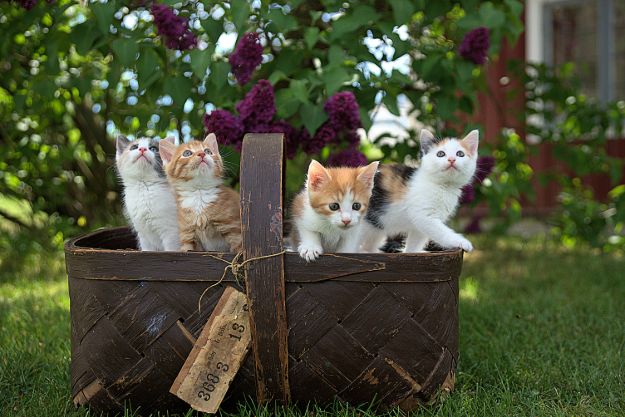 Check out Why Do I Dream of Cats?  | Dream Meanings at https://cuteoutfits.com/cats-dream-meanings/