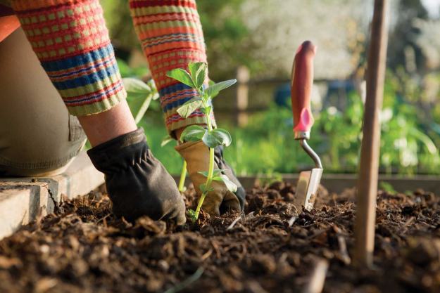 Gardening | Ways to Nourish Your Body and Elevate Your Mind